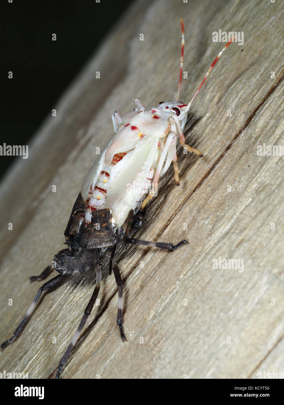 Marrone Moulting marmorated stink bug (Halyomorpha halys) su una superficie di legno Foto Stock