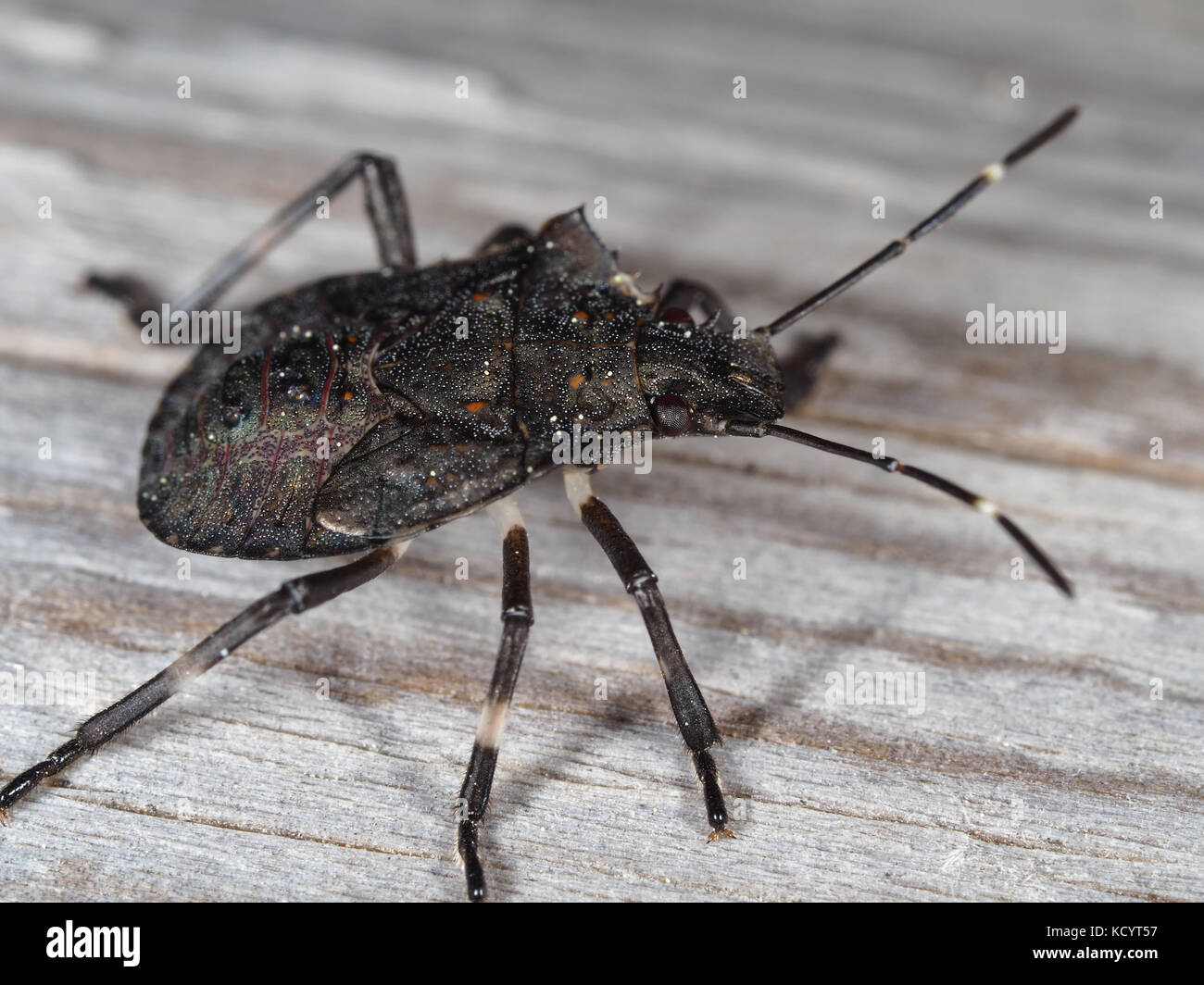 Brown marmorated stink bug (Halyomorpha halys) ninfa su una superficie in legno Foto Stock