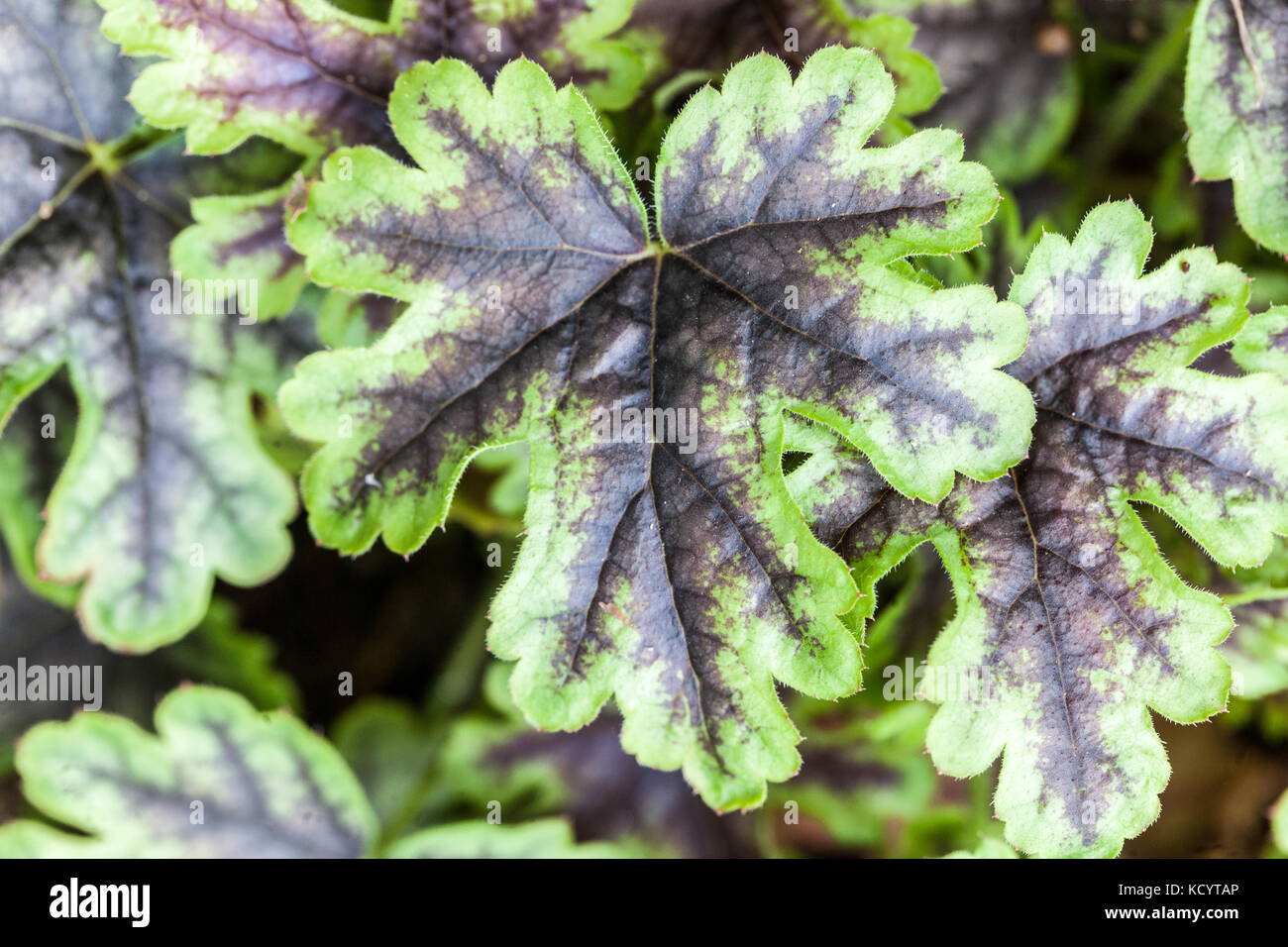 Heucherela 'Tapestry' Heucherella foglia Foliage foglie Heucherella motivo settembre Autunno colore foglia Heucherellas Verde scuro Foto Stock