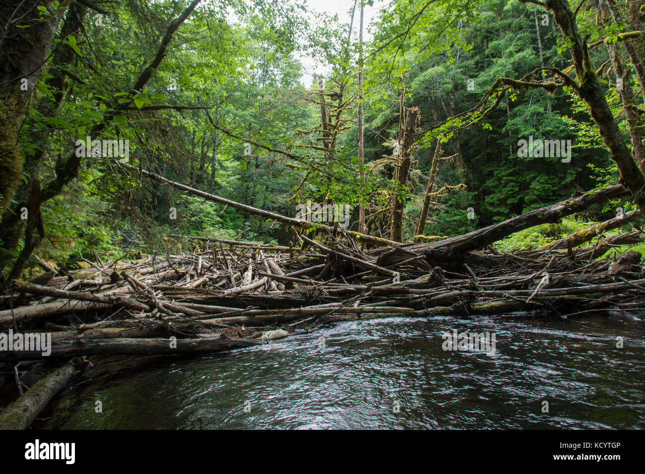 Log Jam sul fiume di rame, Moresby Isola, Haida Gwaii, precedentemente noto come Queen Charlotte Islands, British Columbia, Canada Foto Stock