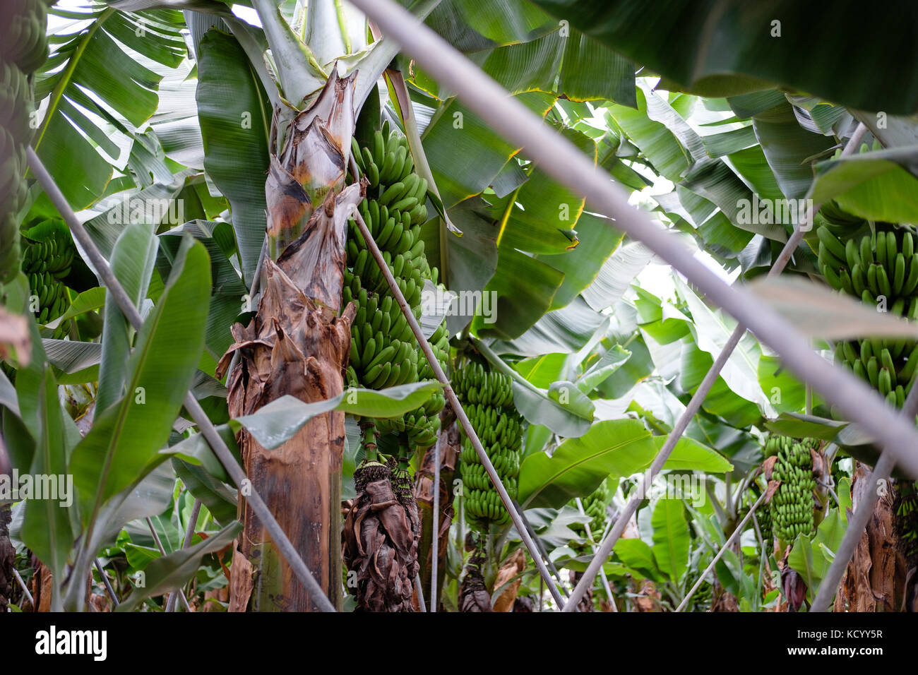 Alberi di banane sull isola delle Canarie Foto Stock