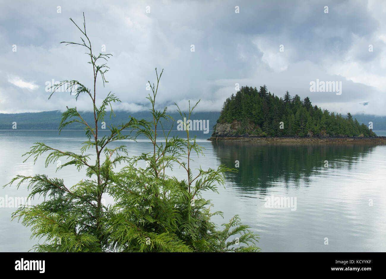 Tre Western Red cedri alberelli, Thuja plicata, all Skidegate, Haida Gwaii, precedentemente noto come Queen Charlotte Islands, British Columbia, Canada Foto Stock