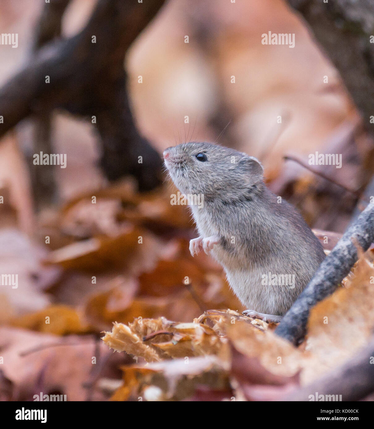 Mouse in piedi in foglie di autunno nella foresta del nord est ontario, Canada Foto Stock