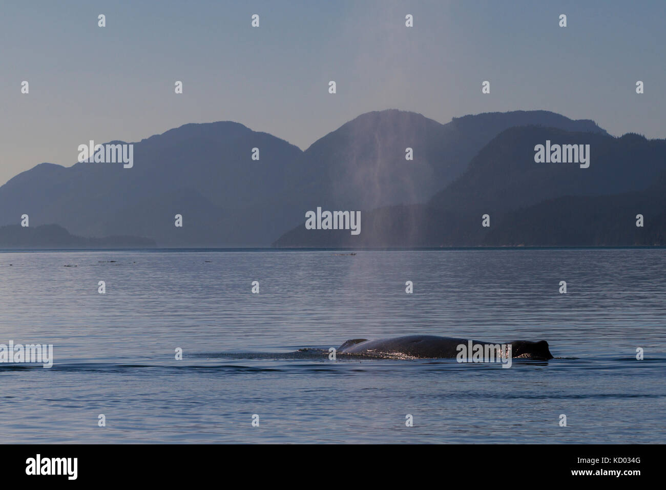 Humpback Whale (Megaptera novaeangliae) tubo di lancio, cavaliere, ingresso off nord isola di Vancouver, British Columbia, Canada. Foto Stock