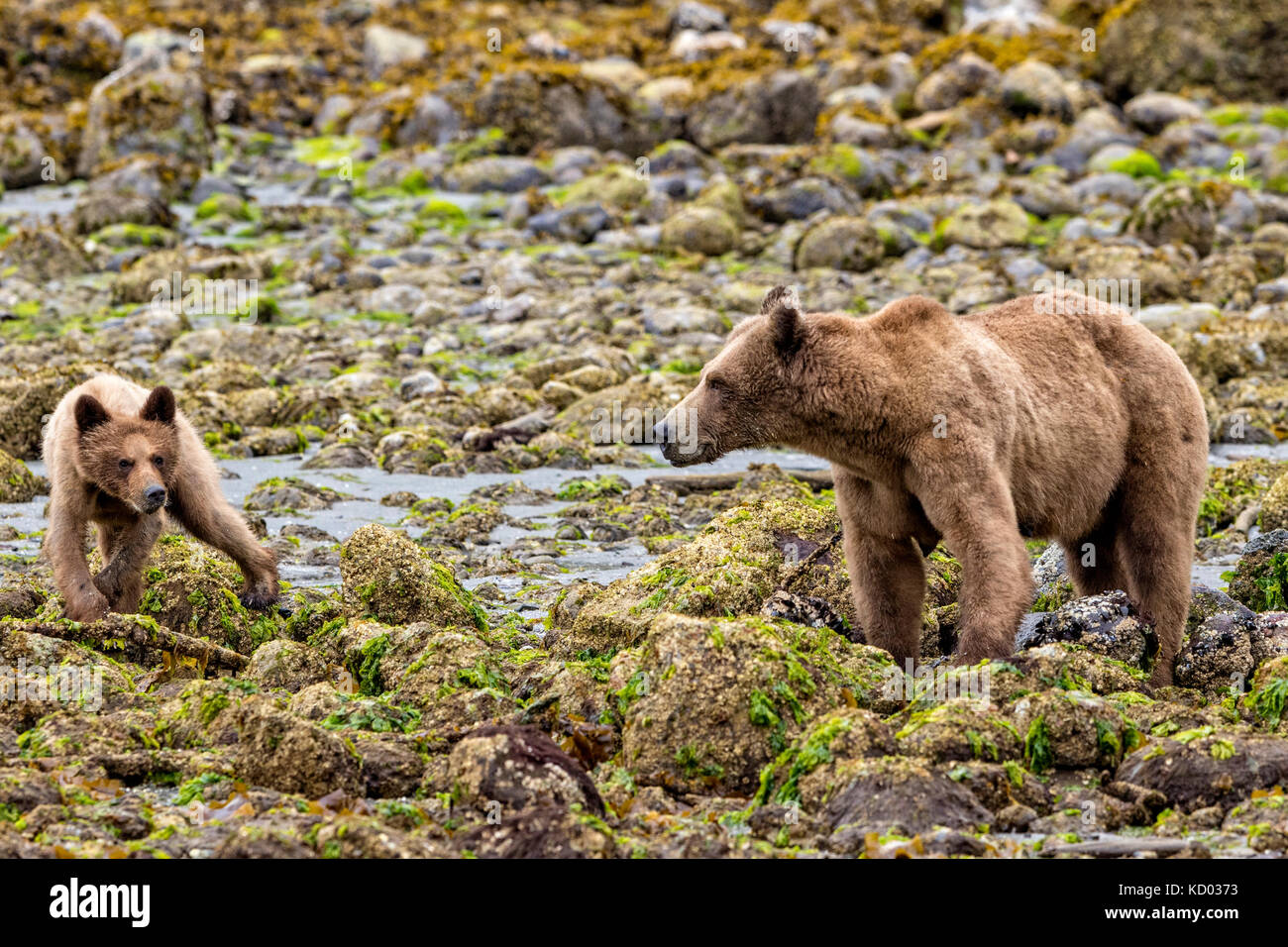 Orso grizzly MOM con uno circa 4 mese vecchio cub rovistando lungo la tideline a bassa marea in ingresso del cavaliere, British Columbia, Canada. Foto Stock