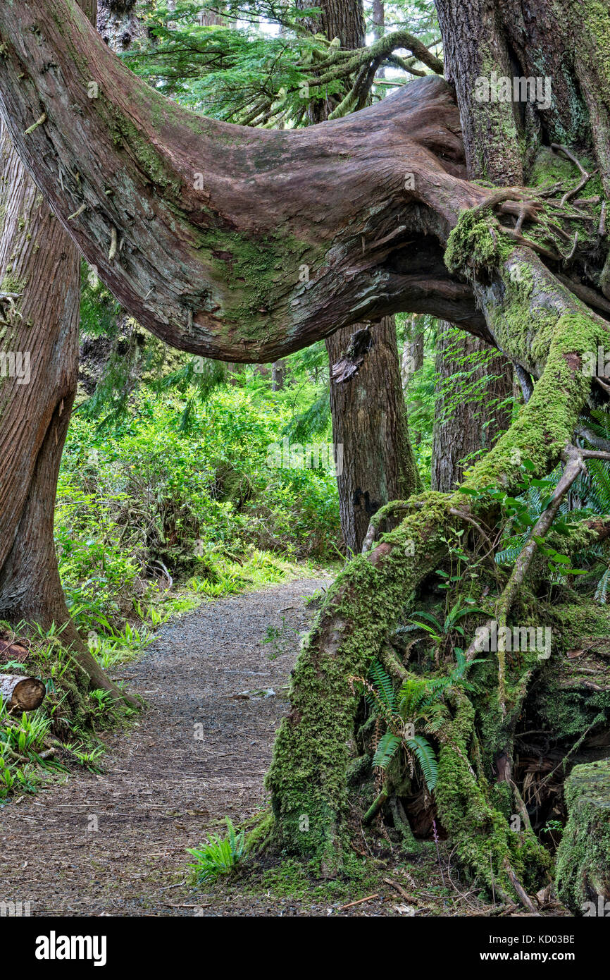 Il percorso che conduce al di sotto di una struttura di assistenza infermieristica in una foresta pluviale, cape scott provincial park, l'isola di Vancouver, British Columbia, Canada Foto Stock