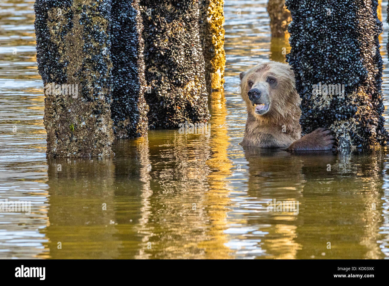 Orso grizzly alimentare durante la bassa marea su mussles che crescono su un vecchio palancole in Glendale cove, nel bellissimo ingresso del cavaliere, British Columbia, Canada Foto Stock