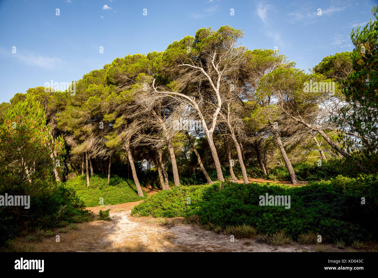 Alberi di inclinazione in una piccola riserva naturale parco tra Can Picafort e Alcudia Maiorca Foto Stock