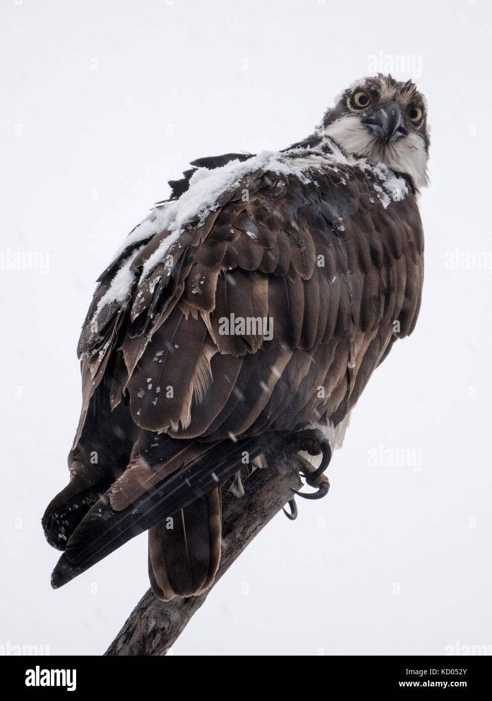 Osprey, Pandion haliaetus Calgary, Alberta Foto Stock