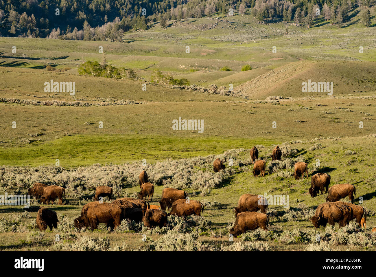 (Bison bison bison), il Parco Nazionale di Yellowstone, Wyoming USA Foto Stock
