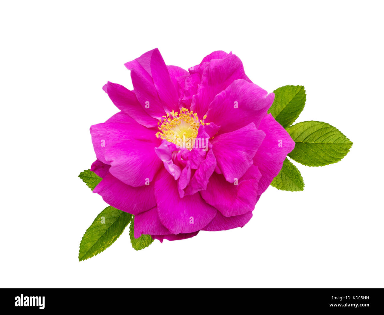 Magenta scuro rugosa rose fiore isolato su bianco Foto Stock