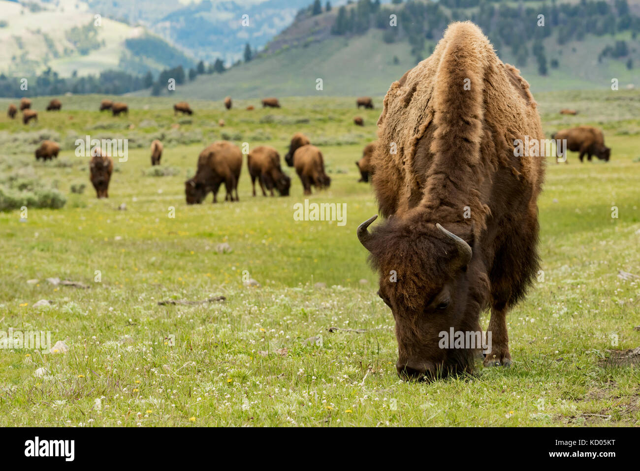 (Bison bison bison), il Parco Nazionale di Yellowstone, Wyoming USA Foto Stock