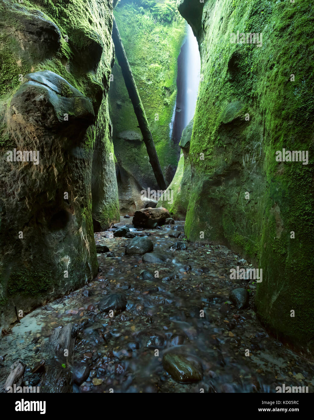 Spiaggia Sombrio Canyon, Juan de Fuca Trail, vicino a Port Renfrew, Isola di Vancouver, BC Canada Foto Stock