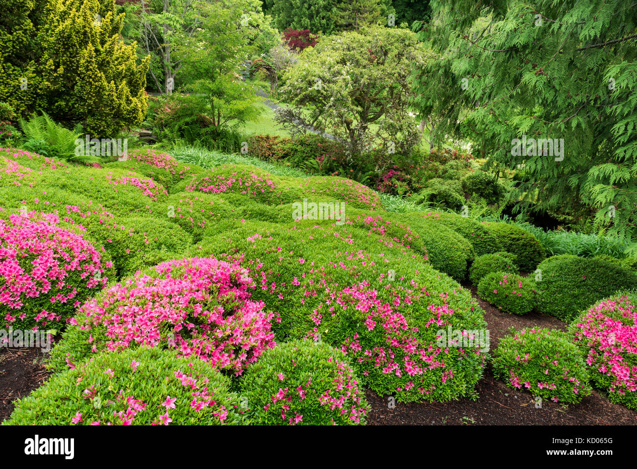 Giardino giapponese, Strada Regia Università, Victoria, BC Foto Stock