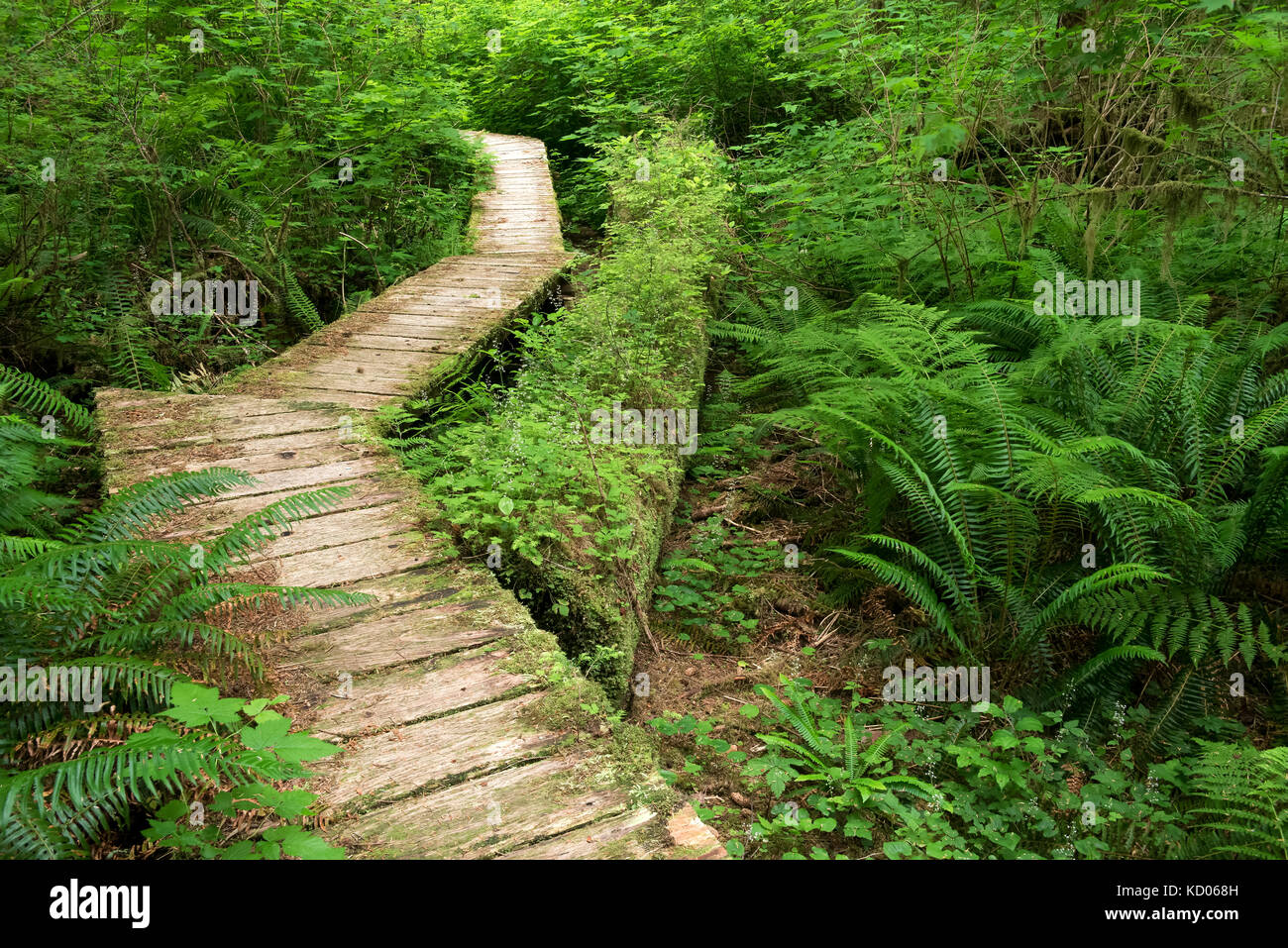 Carmanah Walbran Parco Provinciale, Isola di Vancouver, BC Canada Foto Stock