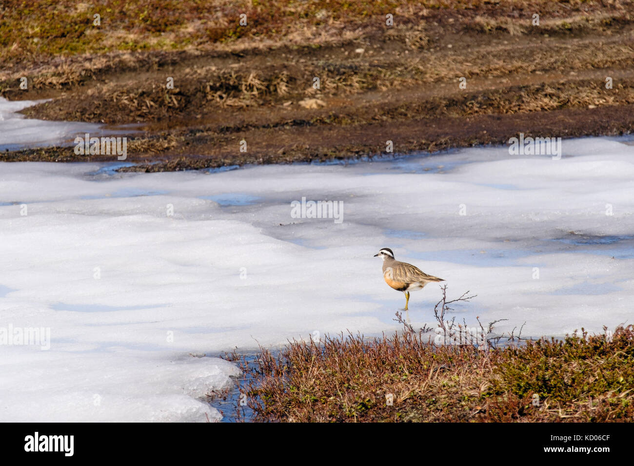 Beccaccia (Charadrius morinellus) in estate piumaggio di allevamento su un laghetto congelato nella tundra artica sul Monte Storsteinen. Tromso, Troms, Norvegia Foto Stock
