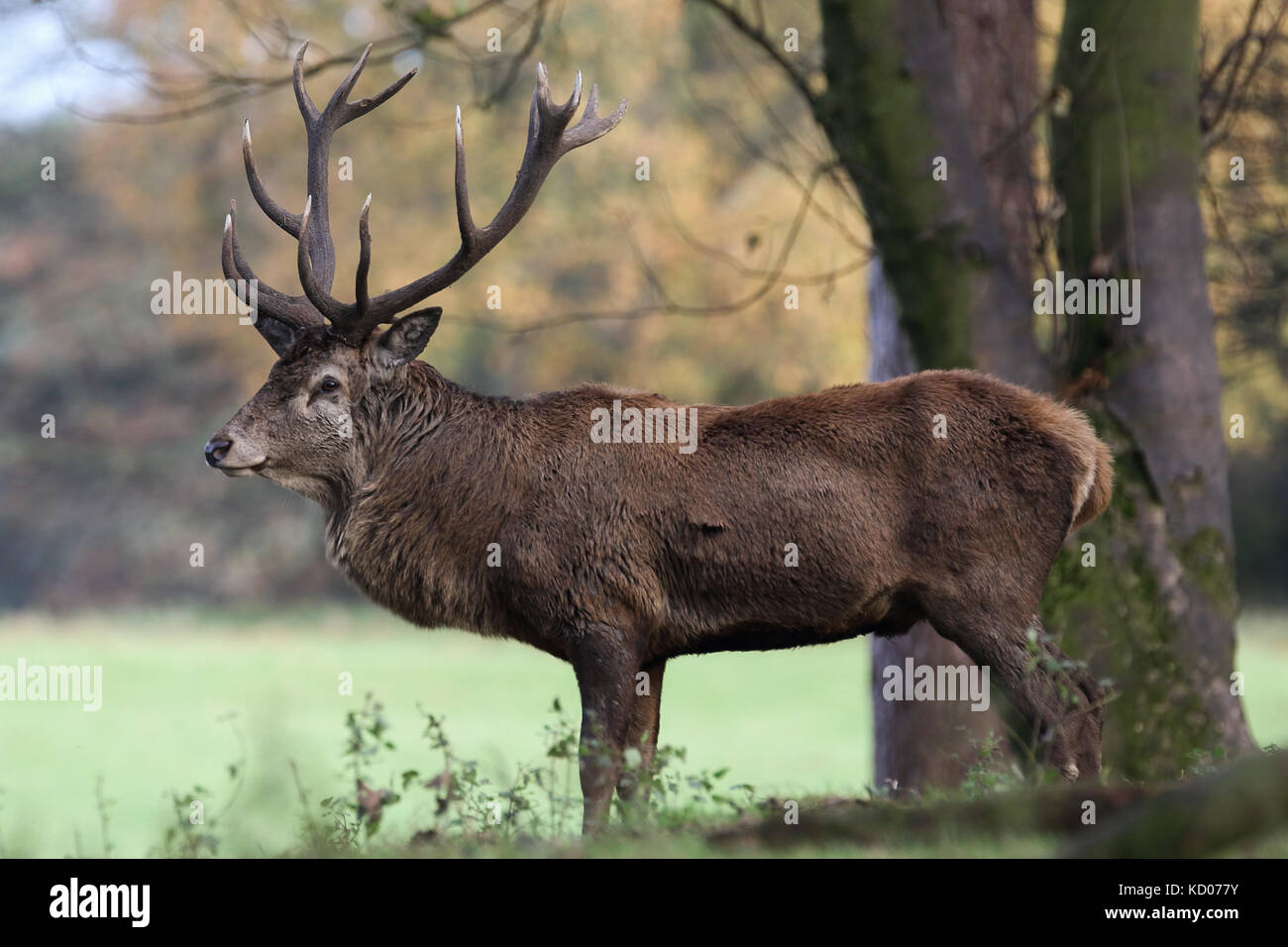 Il cervo (Cervus elaphus) nel solco nel Cheshire, Regno Unito Foto Stock