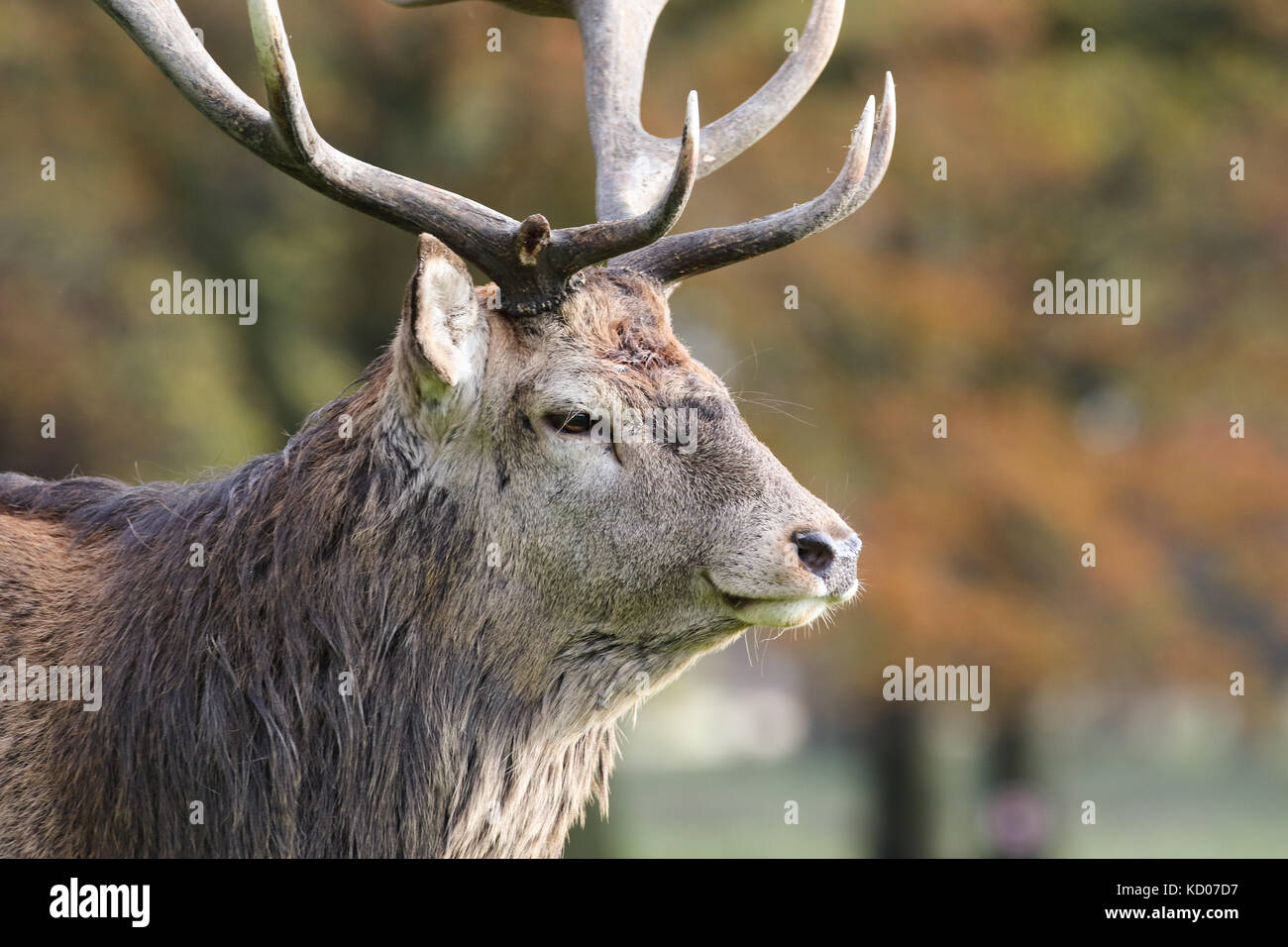 Il cervo (Cervus elaphus) nel solco nel Cheshire, Regno Unito Foto Stock
