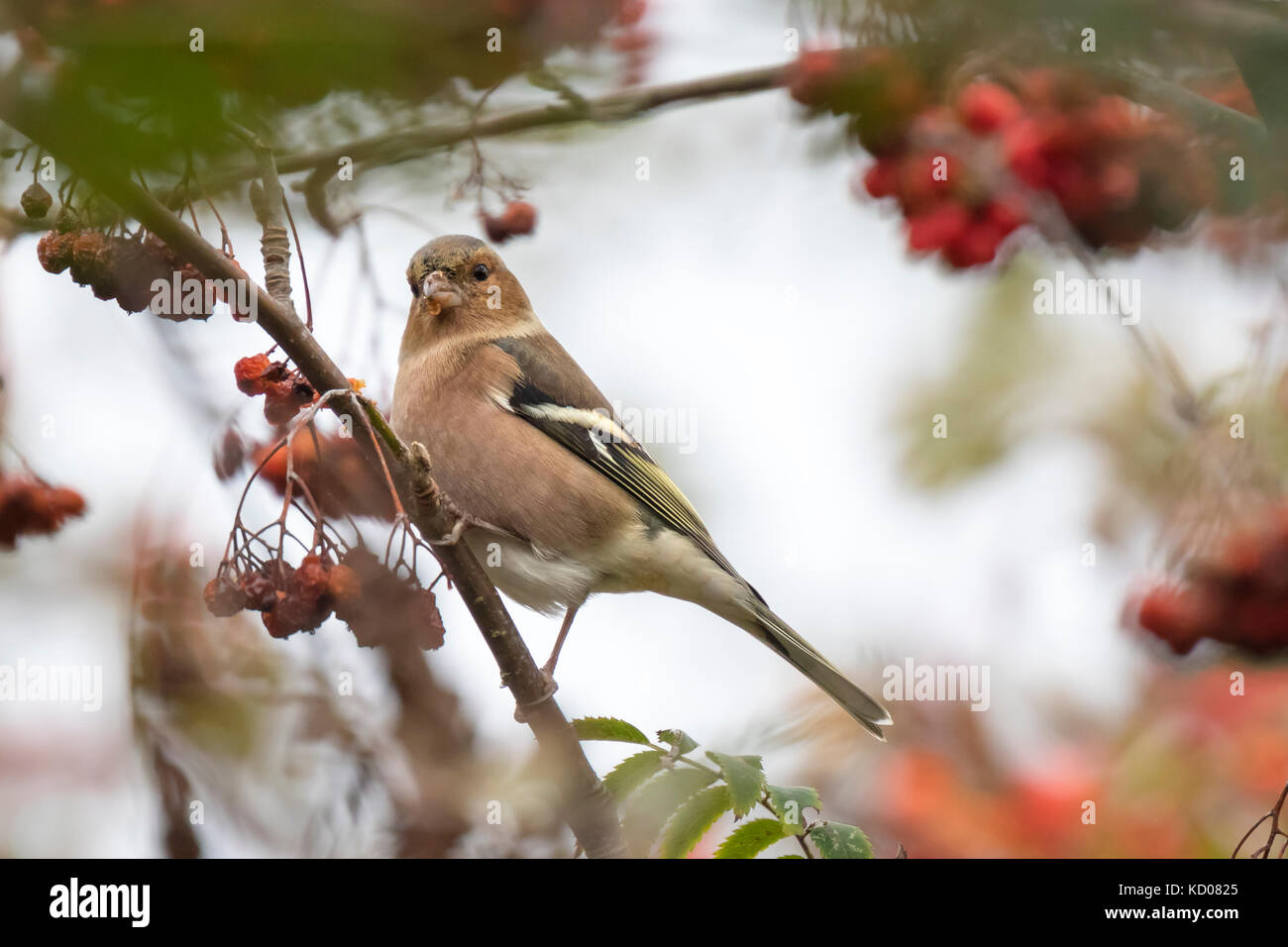 Comune (fringuello fringilla coelebs) mangiando i frutti di bosco in un biancospino bush su un aspetto granuloso giorno durante la stagione autunnale Foto Stock