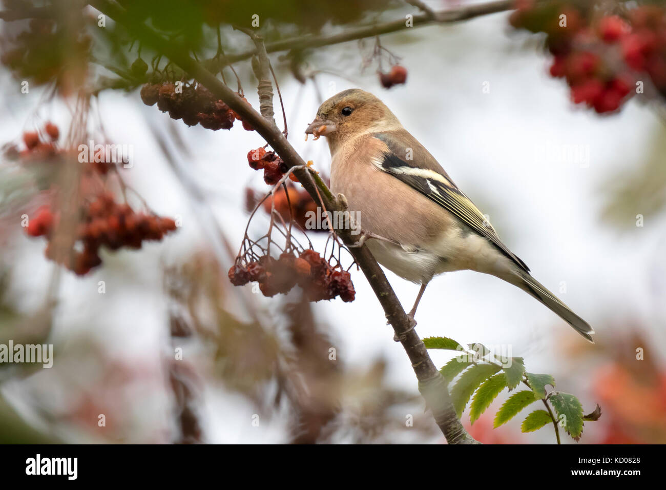 Comune (fringuello fringilla coelebs) mangiando i frutti di bosco in un biancospino bush su un aspetto granuloso giorno durante la stagione autunnale Foto Stock