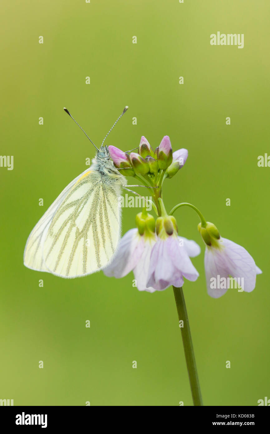 Primo piano di un verde-bianco venato (sarcococca napi) farfalla in appoggio e alimentando il nettare da cuckooflower (cardamine pratensis) in un prato verde durante sp Foto Stock