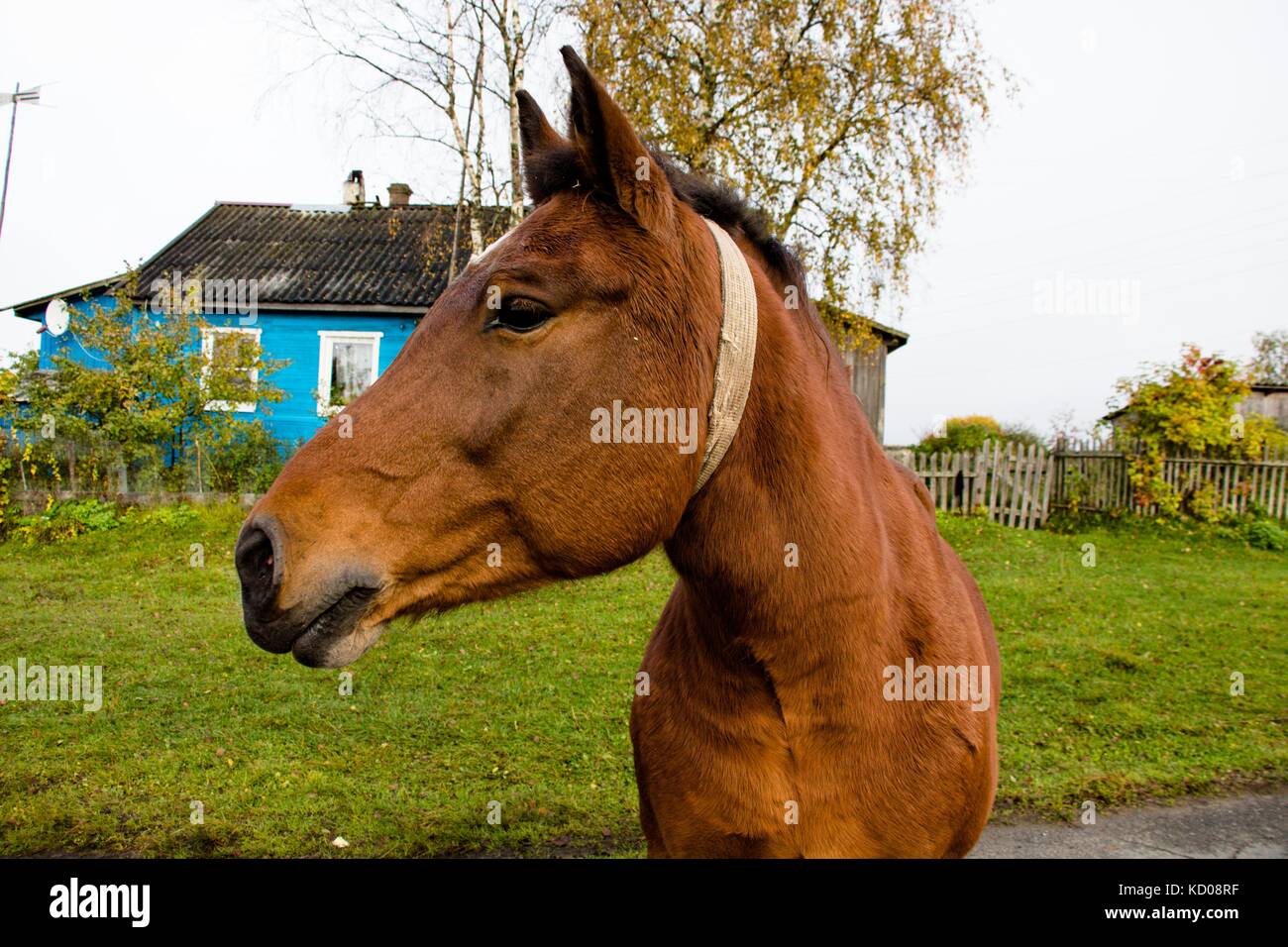 Un bel cavallo di tonalità marrone su una strada di campagna in una fattoria girando la testa in profilo Foto Stock