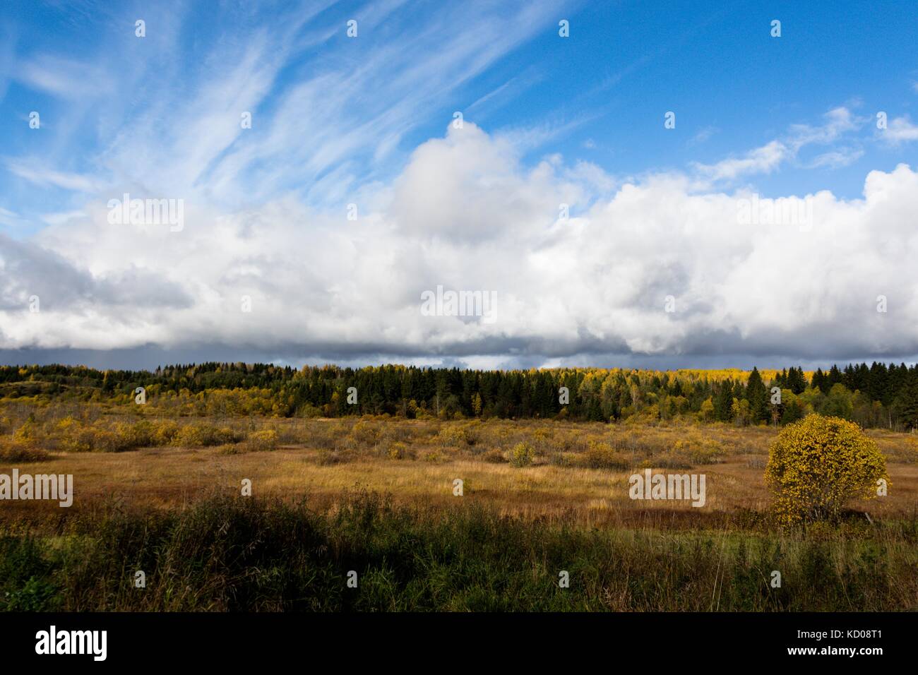 Vista della taiga e il blu infinito del cielo dalla periferia del paese con una boccola di solitario sul bordo della foresta nell'angolo destro Foto Stock