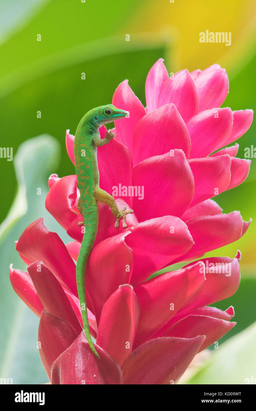 Piccolo giorno gecko (phelsuma astriata), Praslin, Seicelle Foto Stock