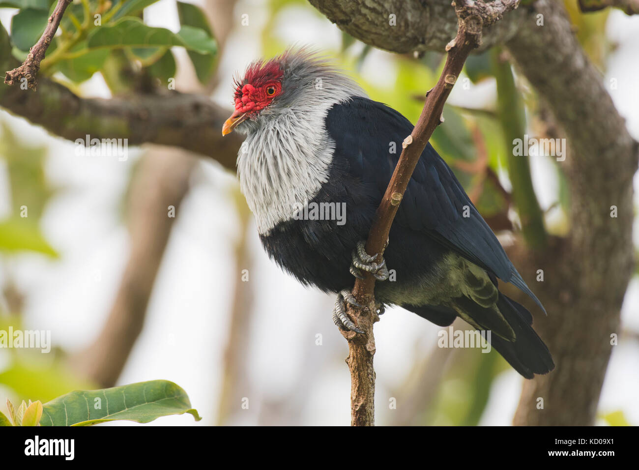 Seychelles blue pigeon, seychelles piccione blu (alectroenas pulcherrima), Praslin, Seicelle Foto Stock