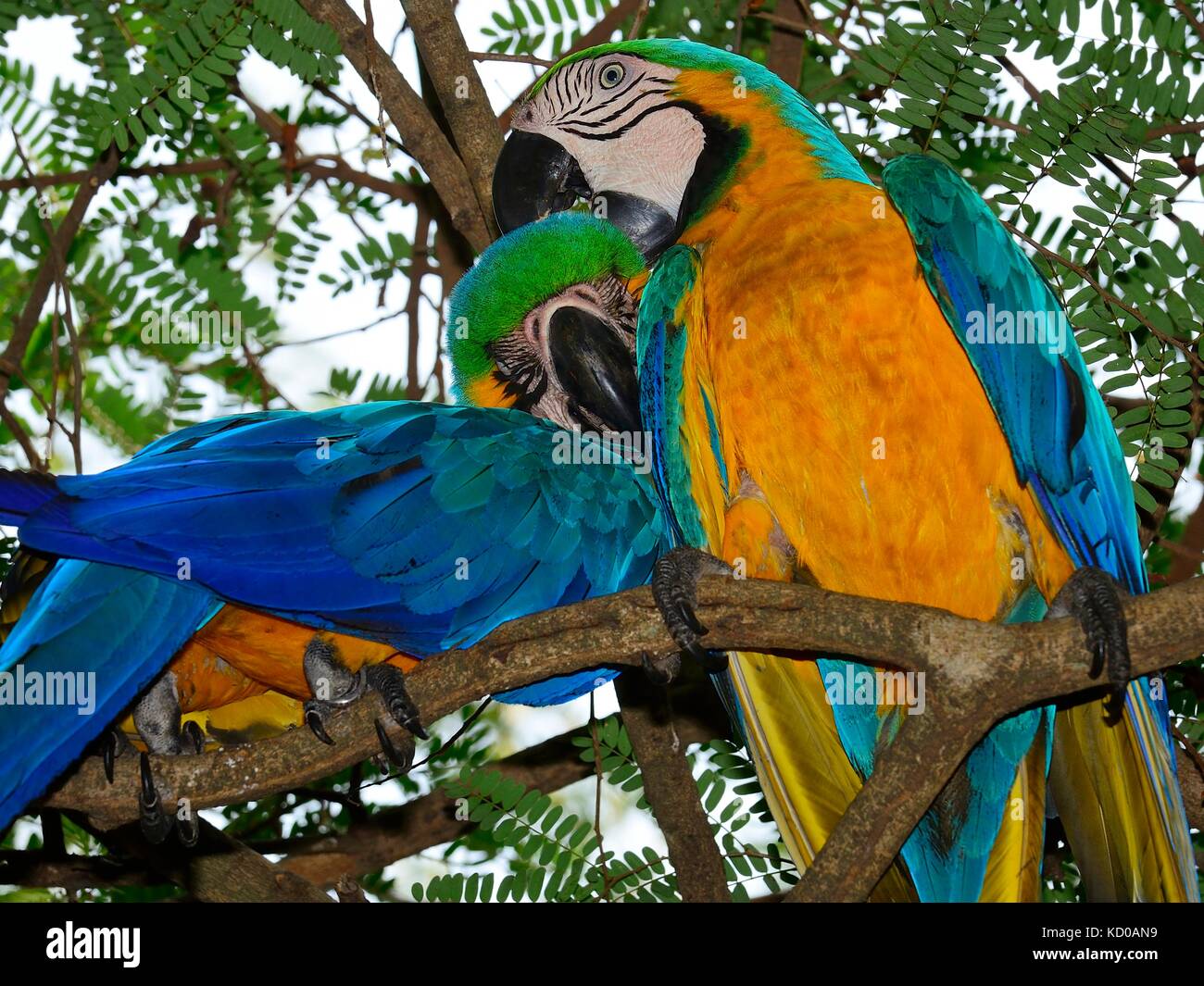 Il blu e il giallo (pappagalli ara ararauna) seduto in un albero, coppia di toelettatura, matto Grosso do Sul, Brasile Foto Stock