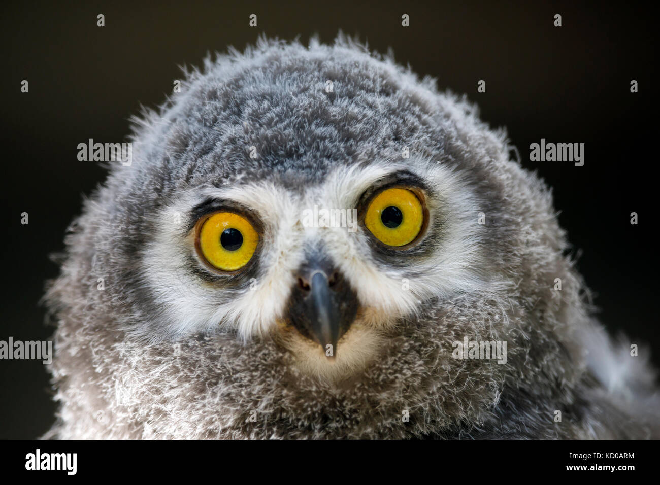 Civetta delle nevi (nyctea scandiaca) giovani bird, pulcino, ritratto, captive Foto Stock