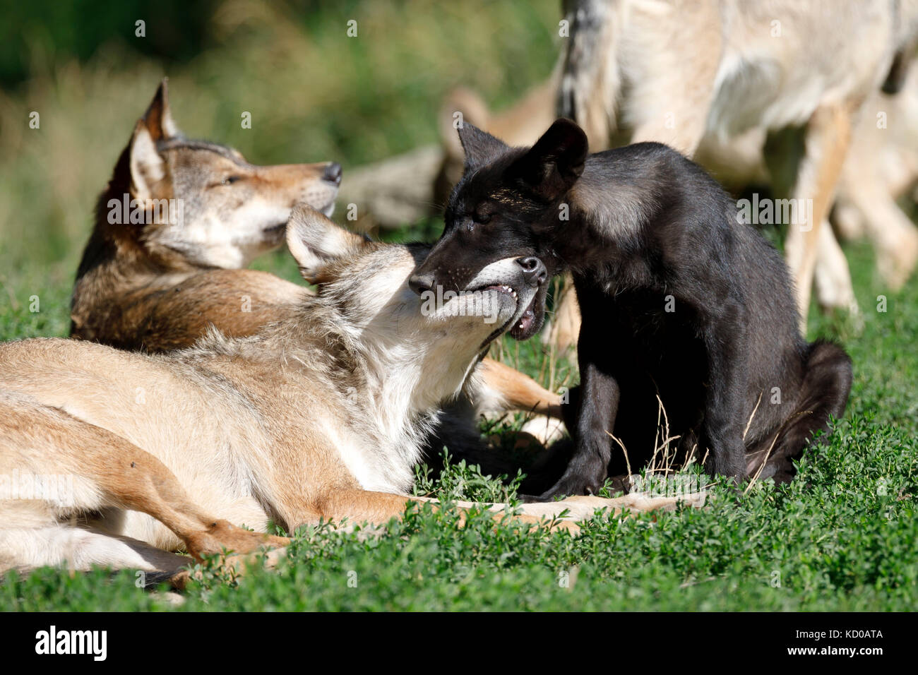 Algonquin il lupo (Canis lupus lycaon), cucciolo, bambini e adulti, comportamento, captive Foto Stock