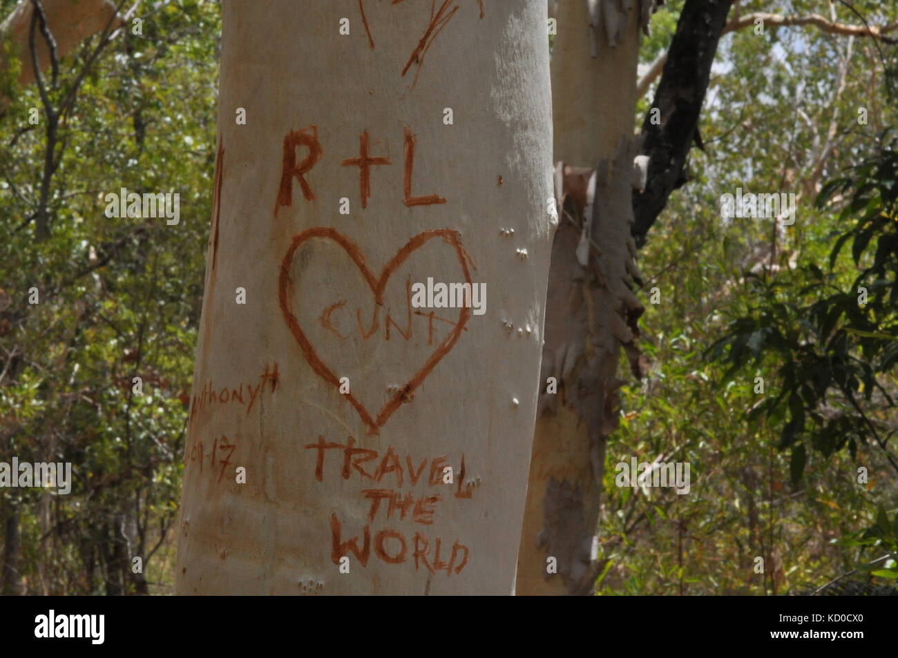 Tree graffiti, bowling green bay national park (alligator creek), townsville, QLD, Australia Foto Stock