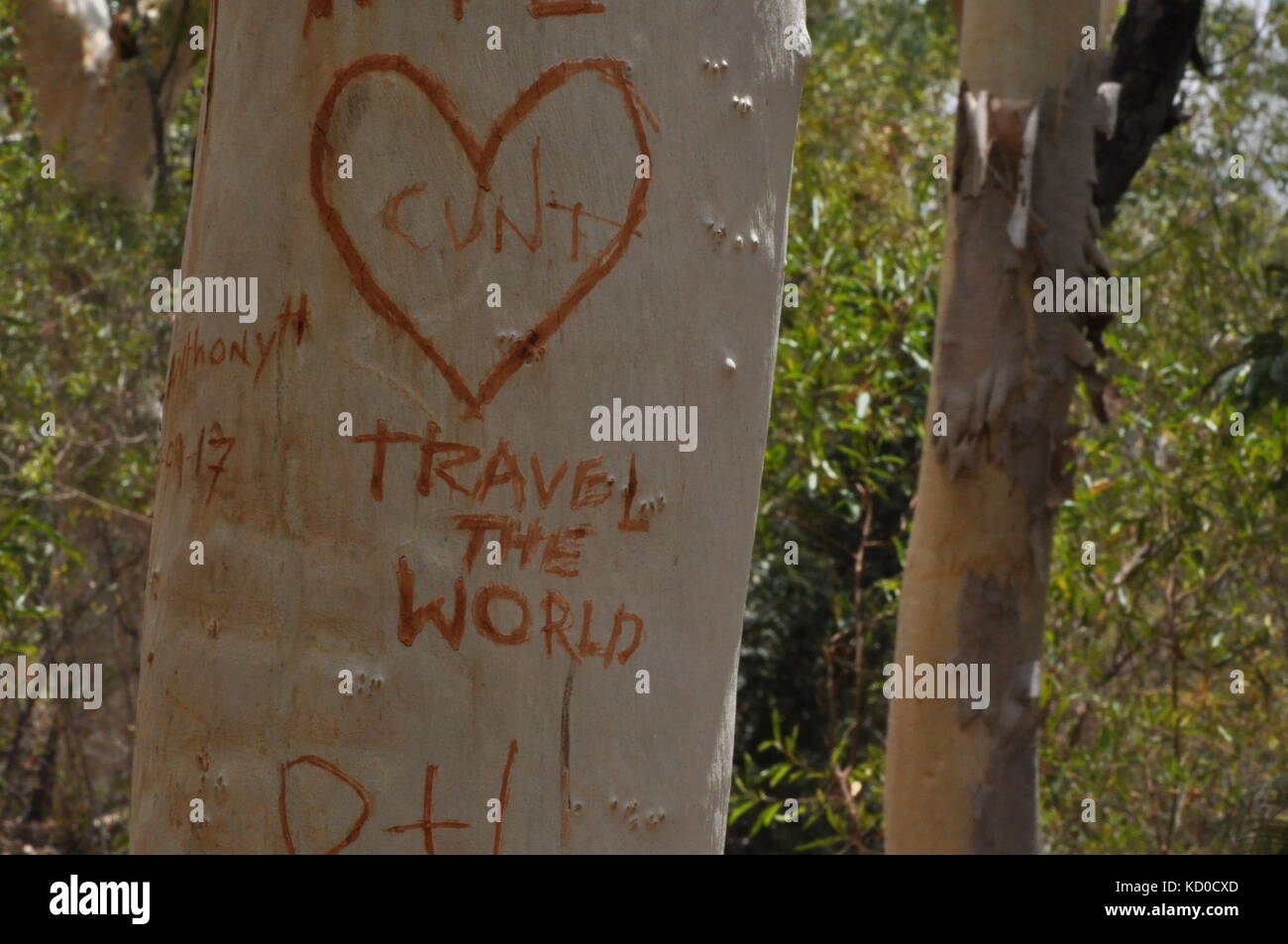 Tree graffiti, bowling green bay national park (alligator creek), townsville, QLD, Australia Foto Stock