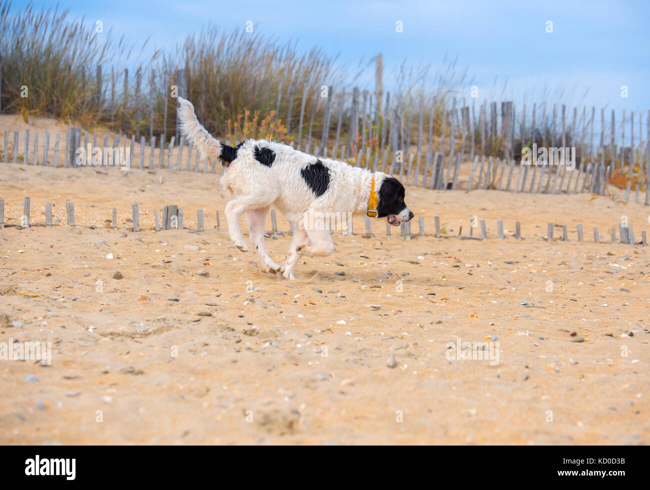 Landseer cucciolo sulla spiaggia Foto Stock