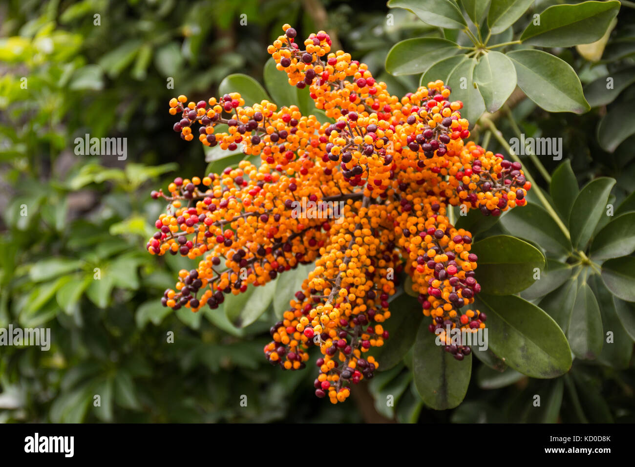 Vista ravvicinata del asoka albero frutti arancione su un giardino. Foto Stock