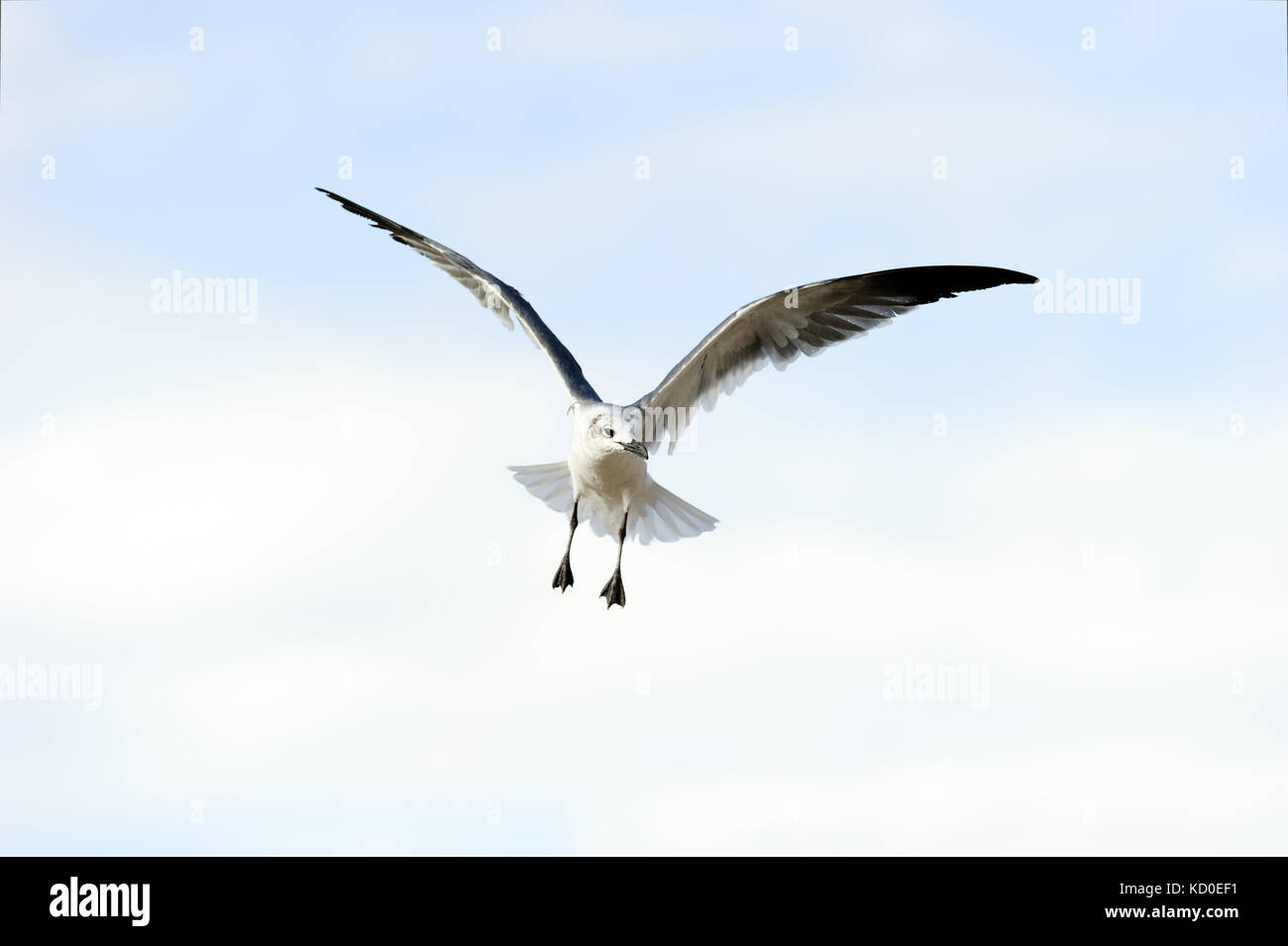 Seagull volare è una buona ricerca Pacific Coast seagull battenti nel blu a metà giornata cielo. Foto Stock