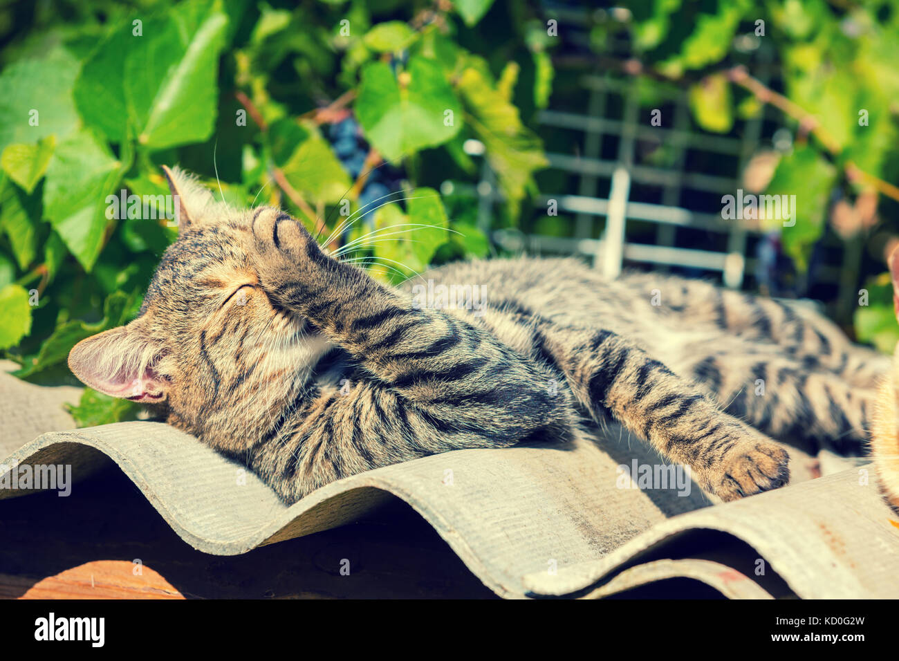 Il gattino è il lavaggio con la sua zampata su un tetto ondulato in estate Foto Stock