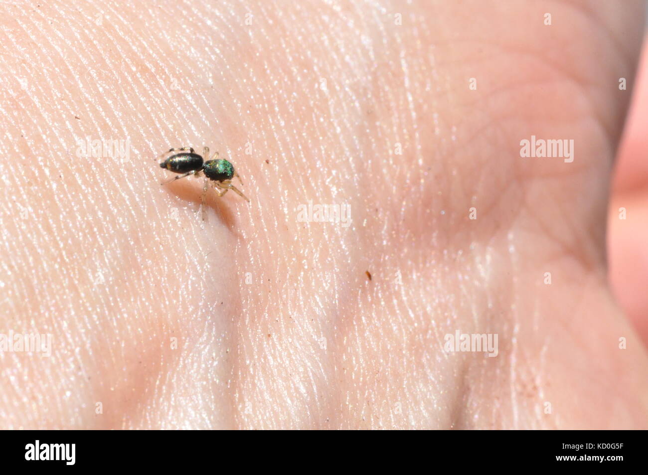 Il novellame di mare verde jumping spider (cosmophasis thalassina), Townsville, Queensland, Australia Foto Stock