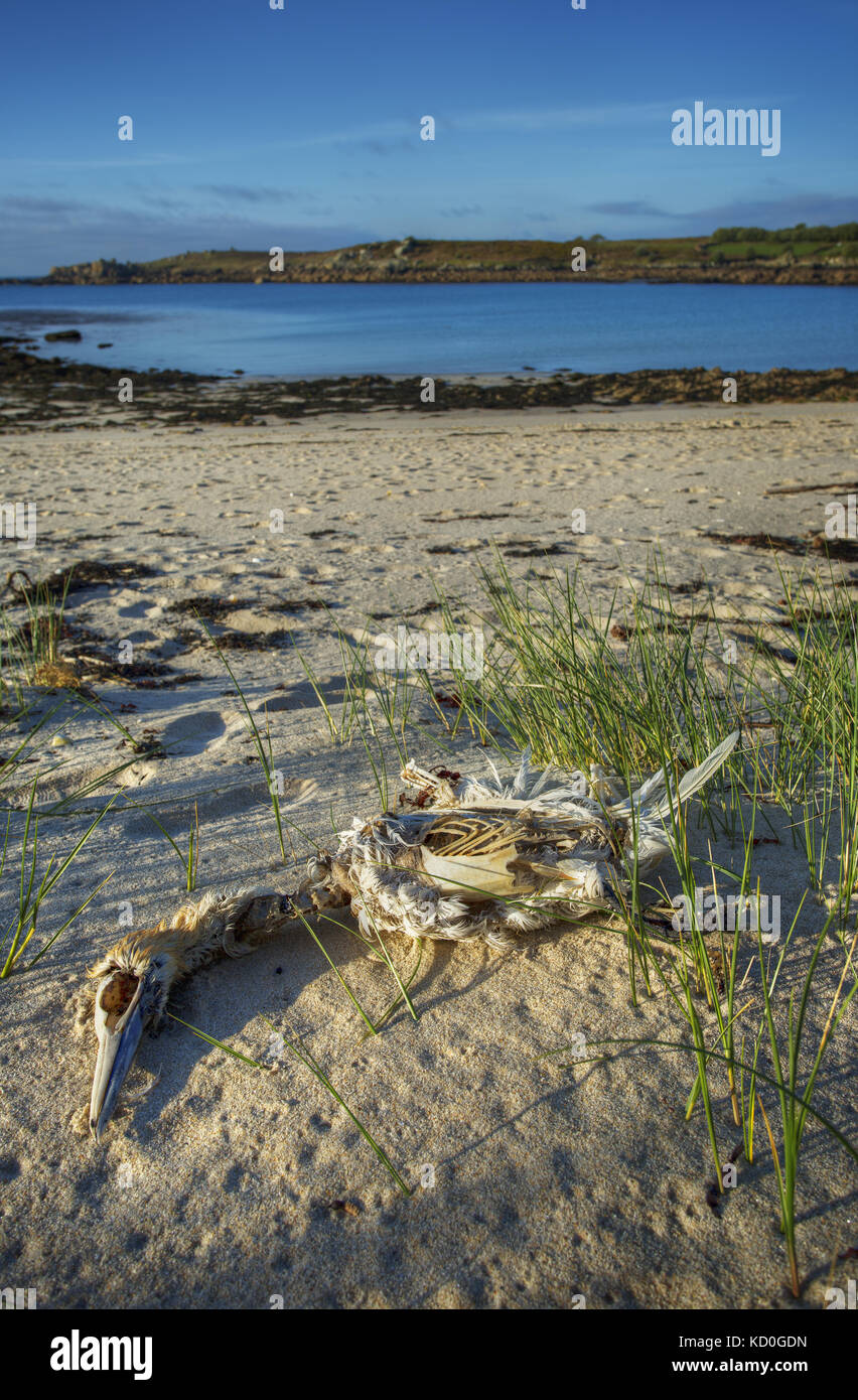 Uno scheletro di un morto Gannett, uccelli di mare sulle isole Scilly,Cornwall Foto Stock