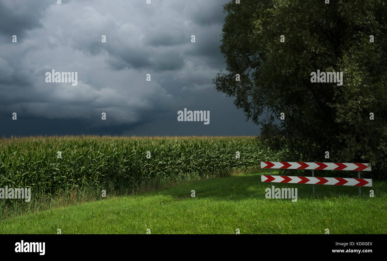 Un temporale su mais e i campi di erba, oosterhout, BRABANTE SETTENTRIONALE, PAESI BASSI Foto Stock