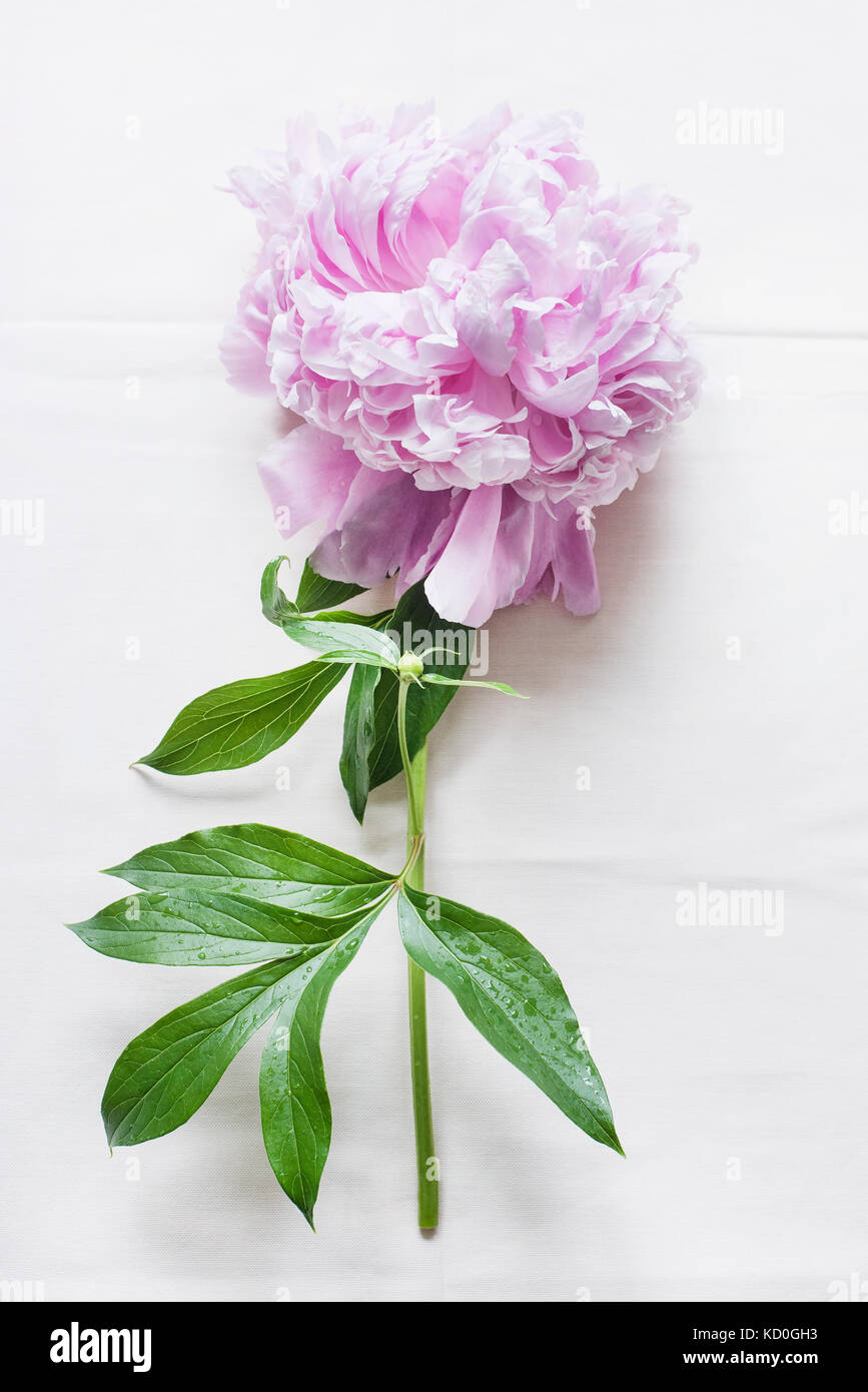 Rosa peonia su tovaglie bianche tovaglie Foto Stock