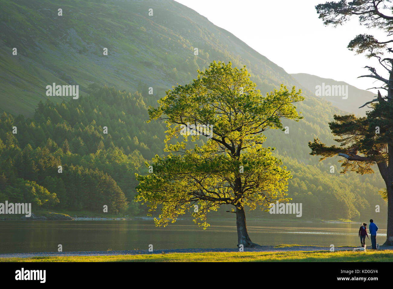 Un albero sul bordo del lago Buttermere in Cumbria Foto Stock