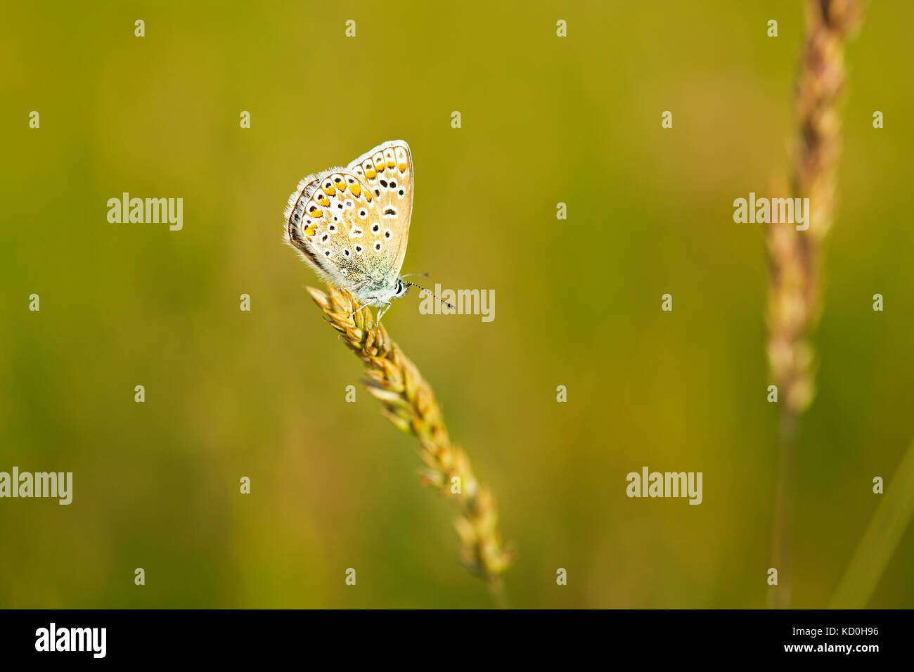 Comune (blu Polyommatus icarus) farfalla England Regno Unito Foto Stock