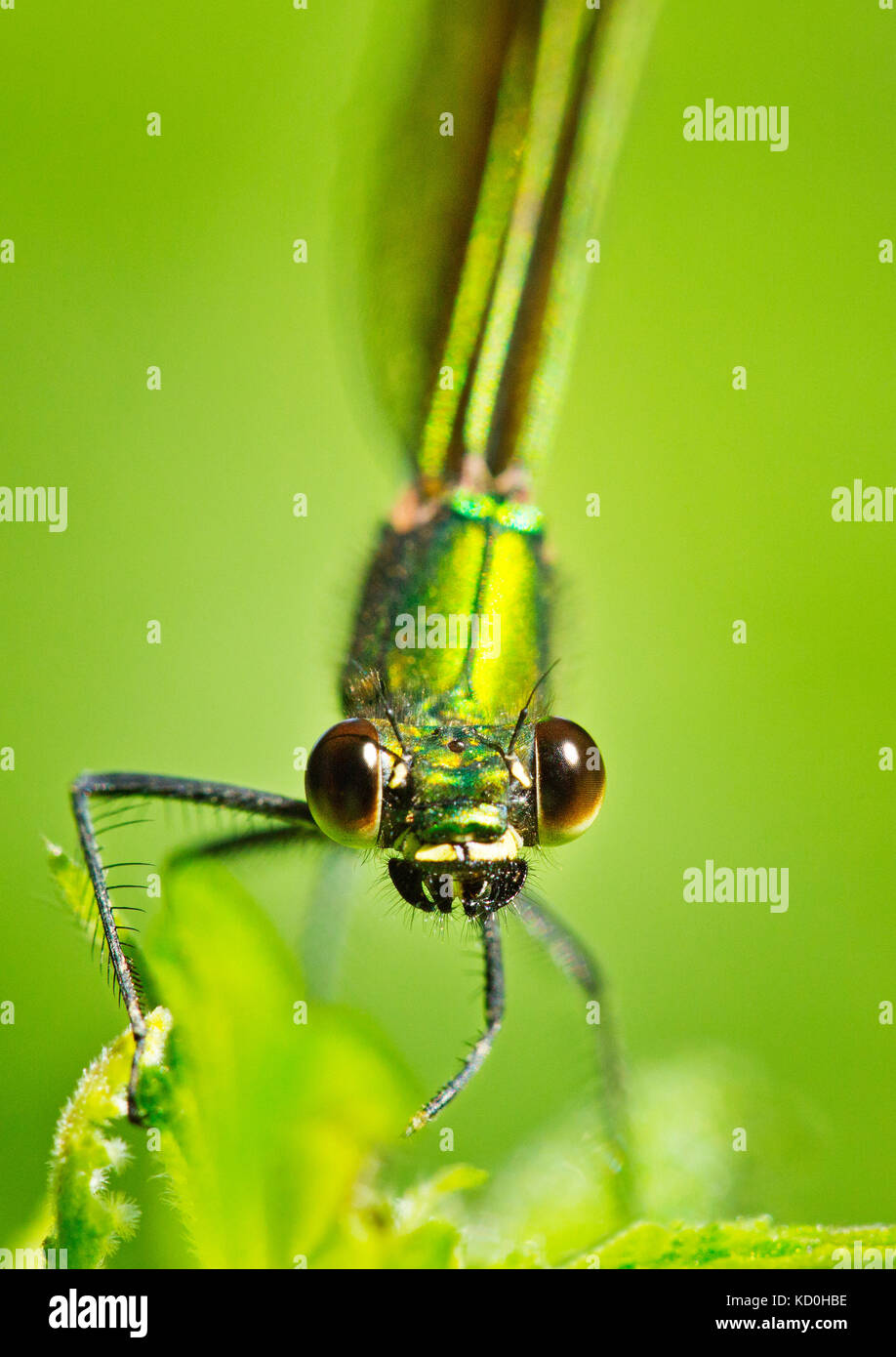 Donne belle demoiselle fanciulla fly Calopteryx virgo, Calopterygidae Foto Stock