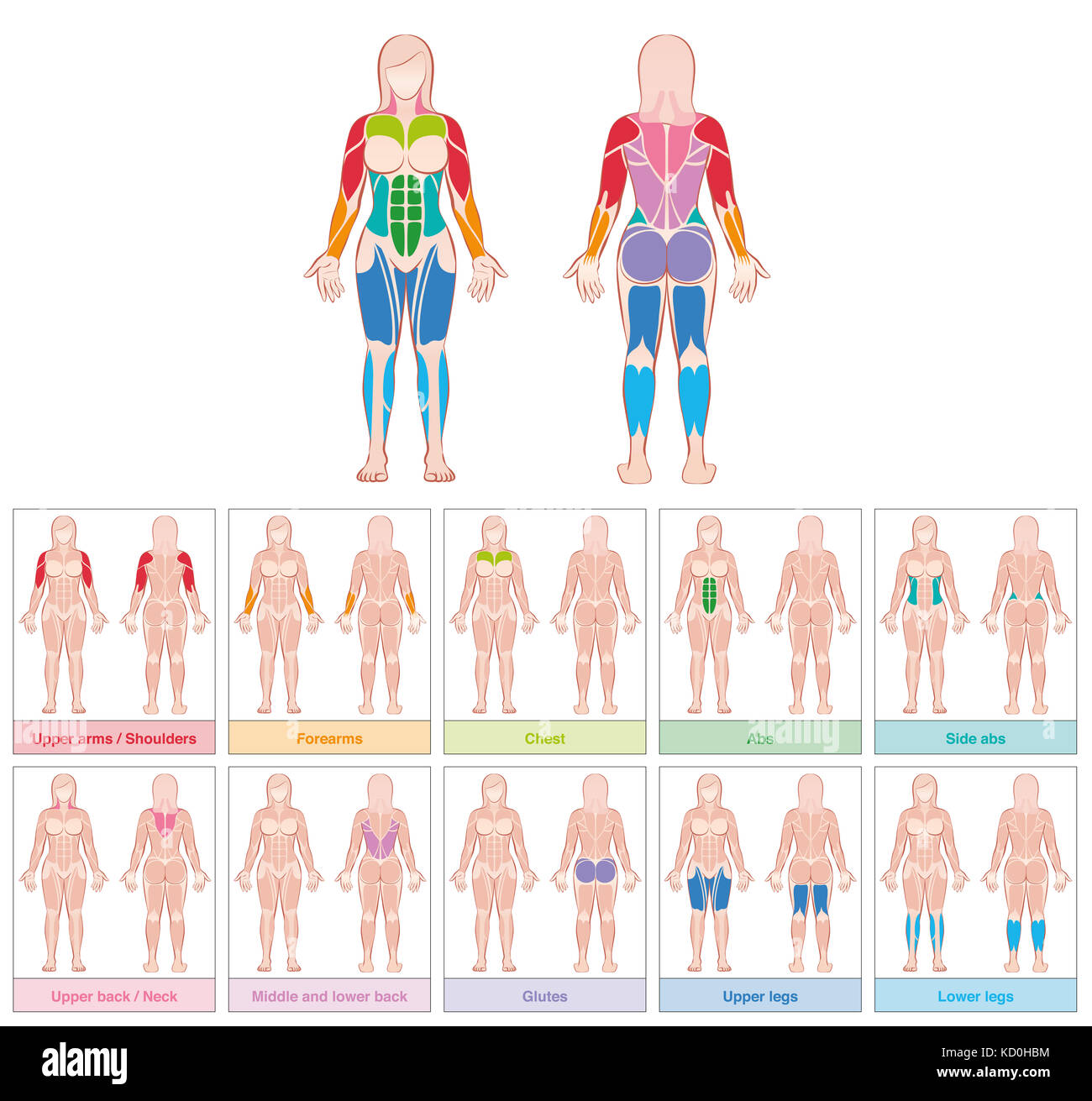 Gruppi muscolari di un corpo femminile - grafico con i muscoli più grande - dieci colorate carte marcate - illustrazione su sfondo bianco. Foto Stock