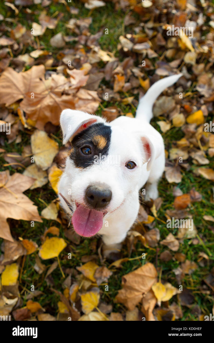 Ritratto di animale di jack russell cercando fino alla fotocamera Foto Stock
