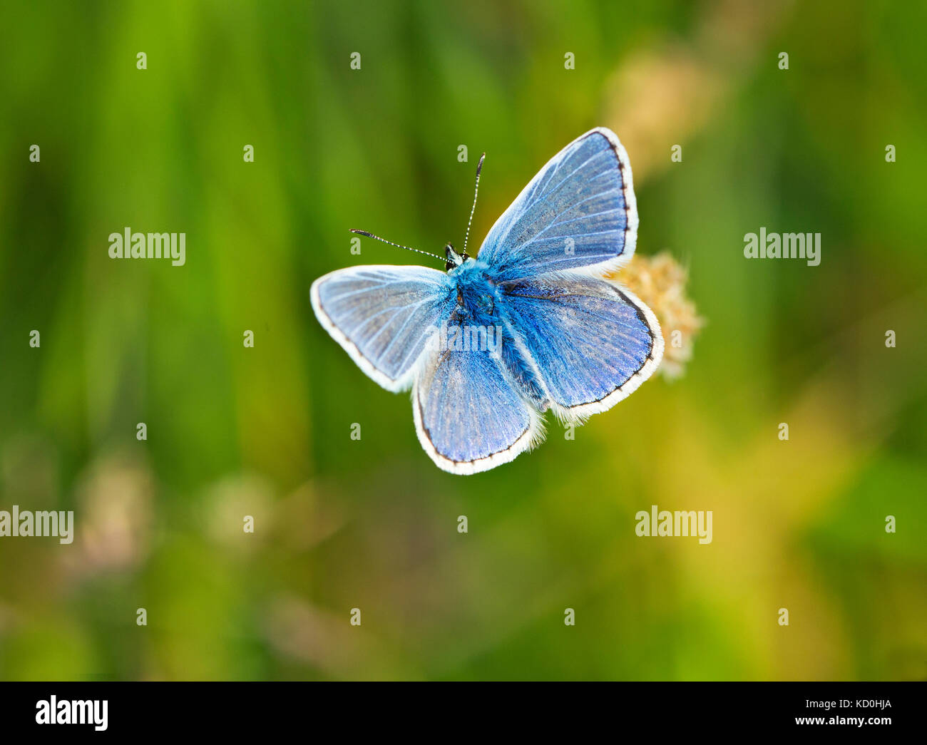 Maschio blu comune (Polyommatus icarus) farfalla England Regno Unito Foto Stock