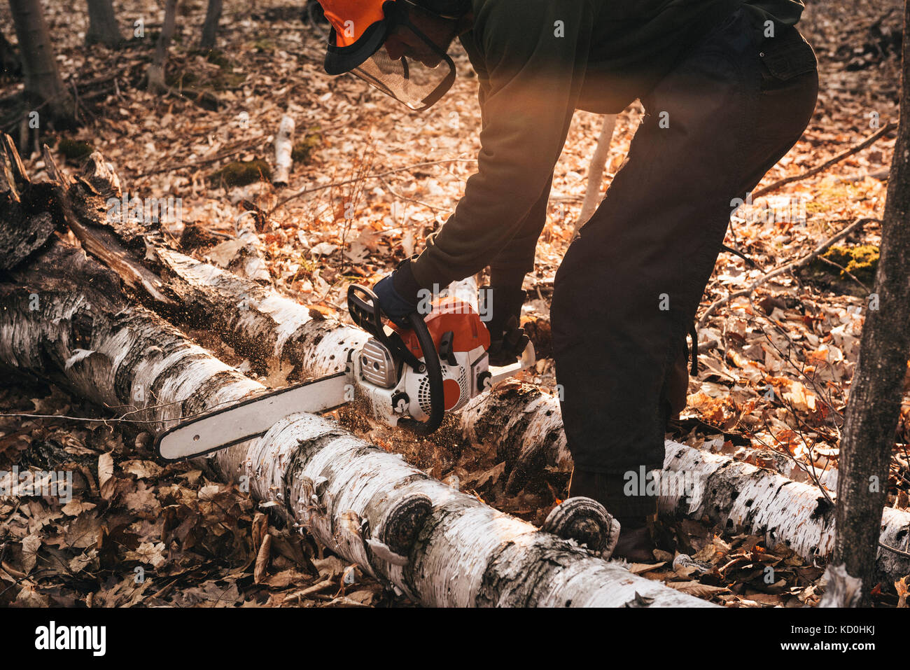 Uomo maturo chainsawing tronco di albero in autunno forest floor Foto Stock