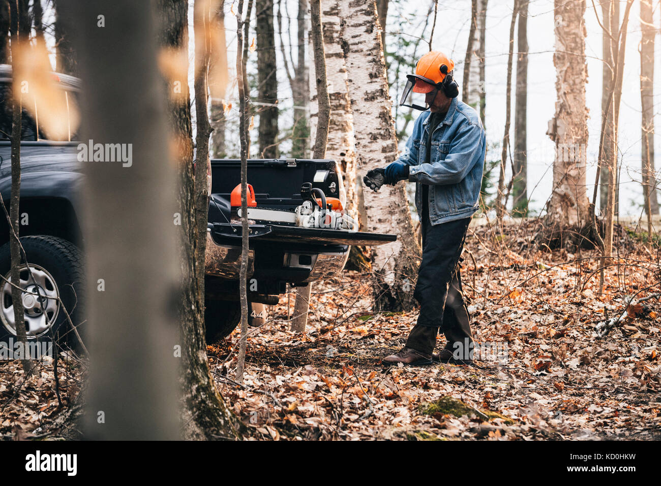 Logger maschio mettendo i guanti nella foresta di autunno Foto Stock